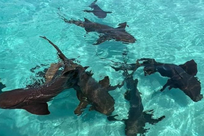 Snorkel y buceo en Roatán: la guía completa 2026