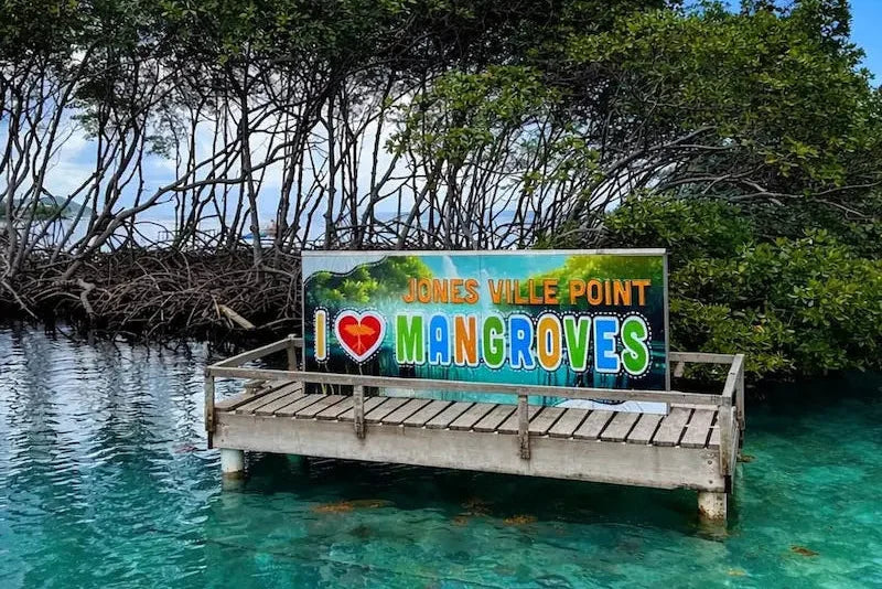 Mangrove Tour