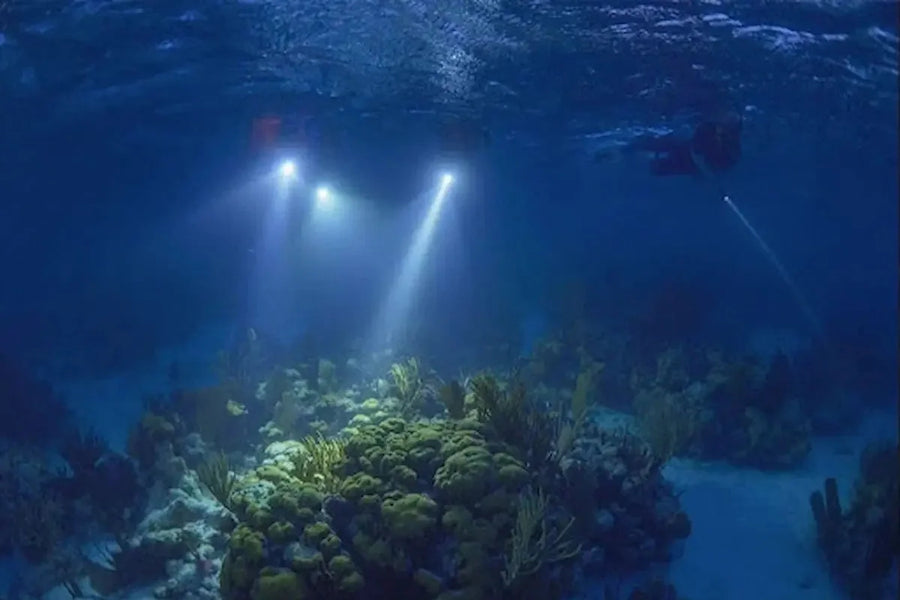 Night Snorkeling