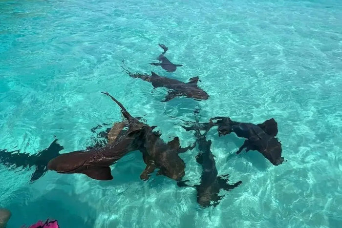 Pigeon Cay