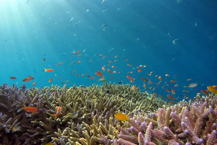Aventura de Snorkel
