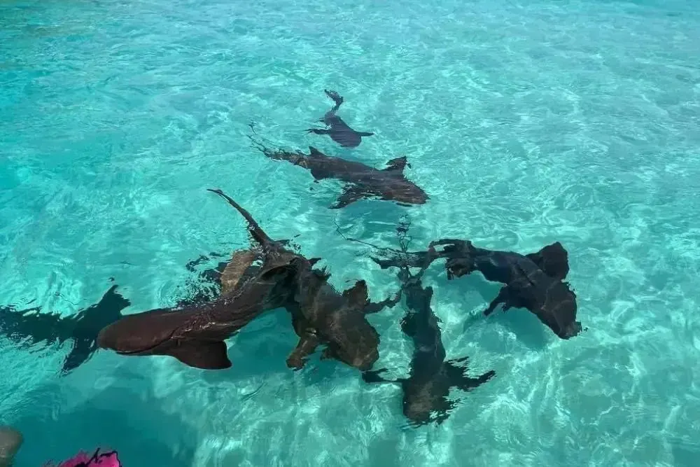 Pigeon Cay Day Trip: Nurse Sharks, a Wreck and a White-Sand Cay